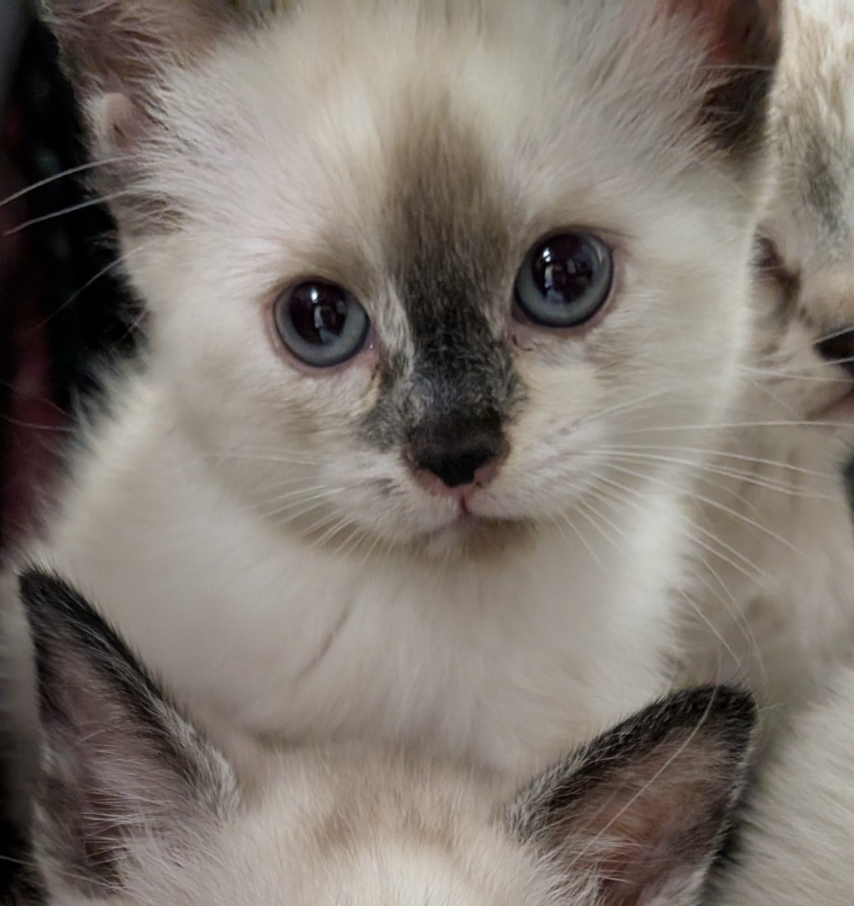 Sweet Pea