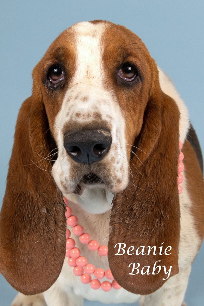 Beanie Baby