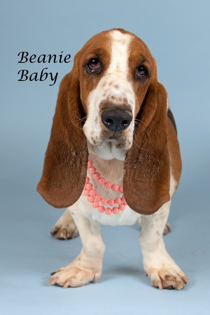 Beanie Baby