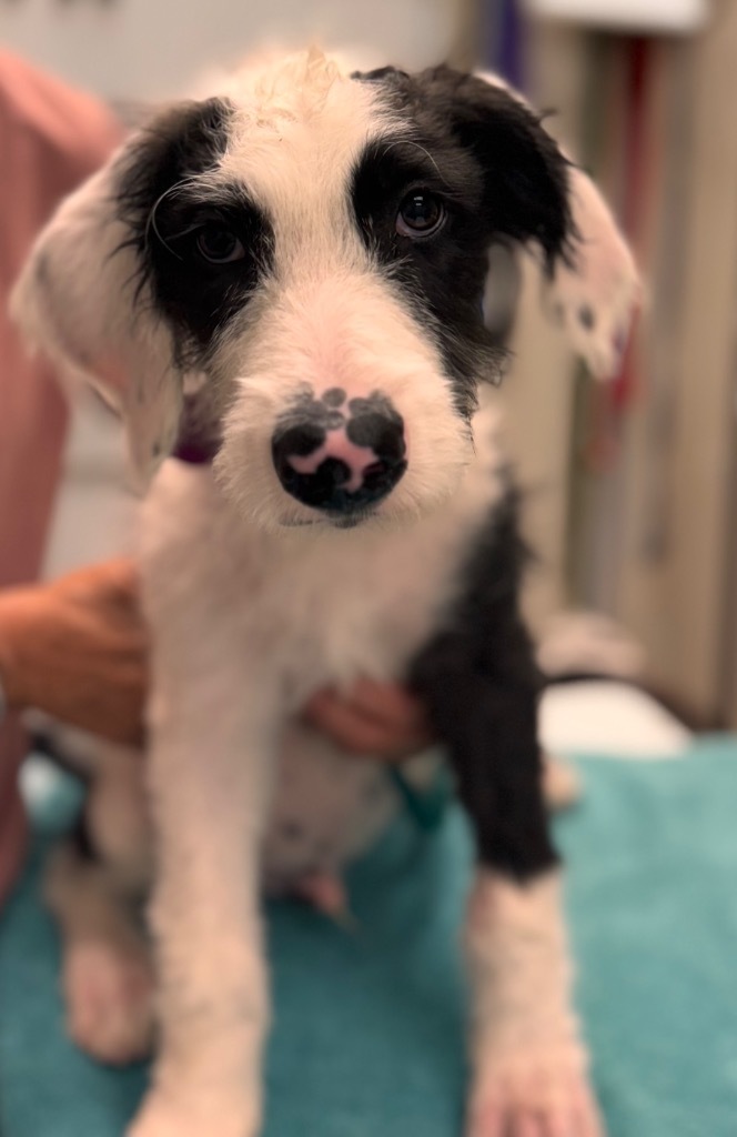 Klondike