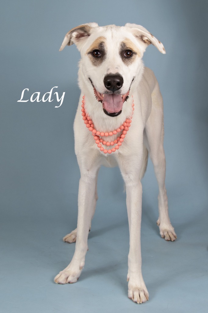Lady
