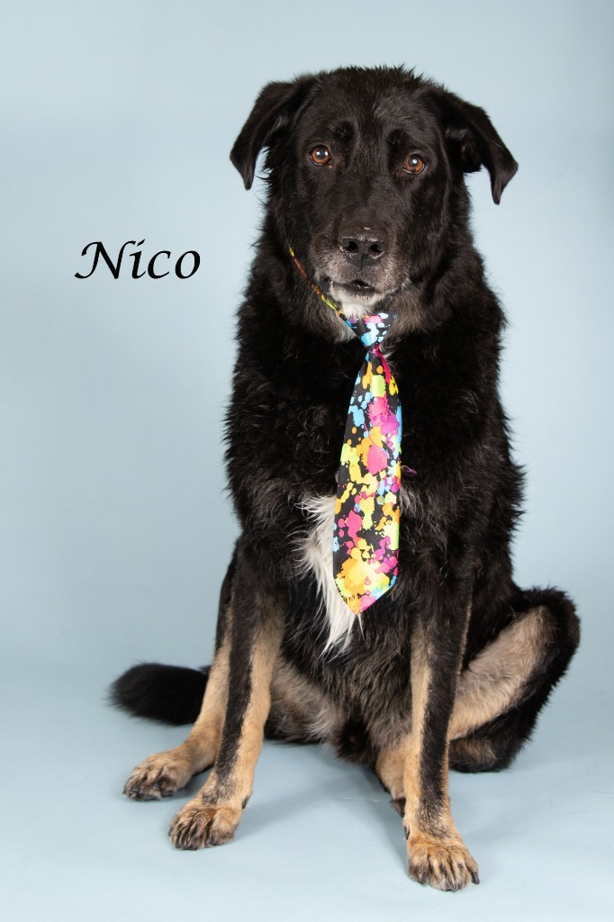 Nico