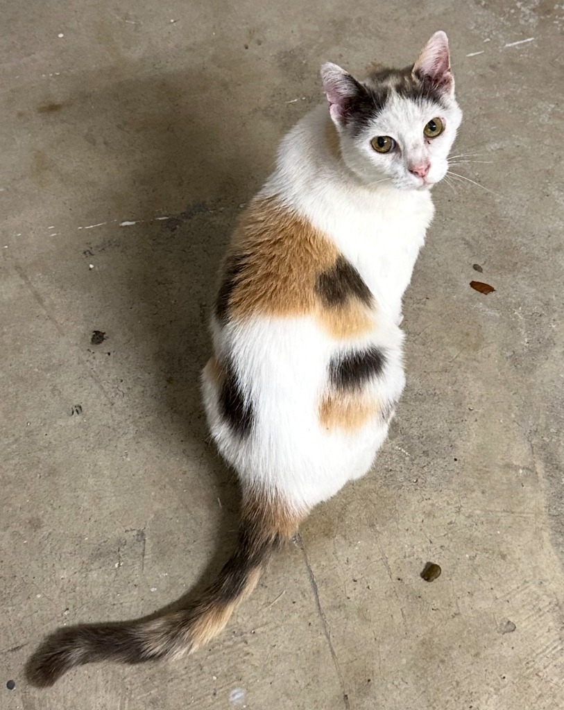 Matilda