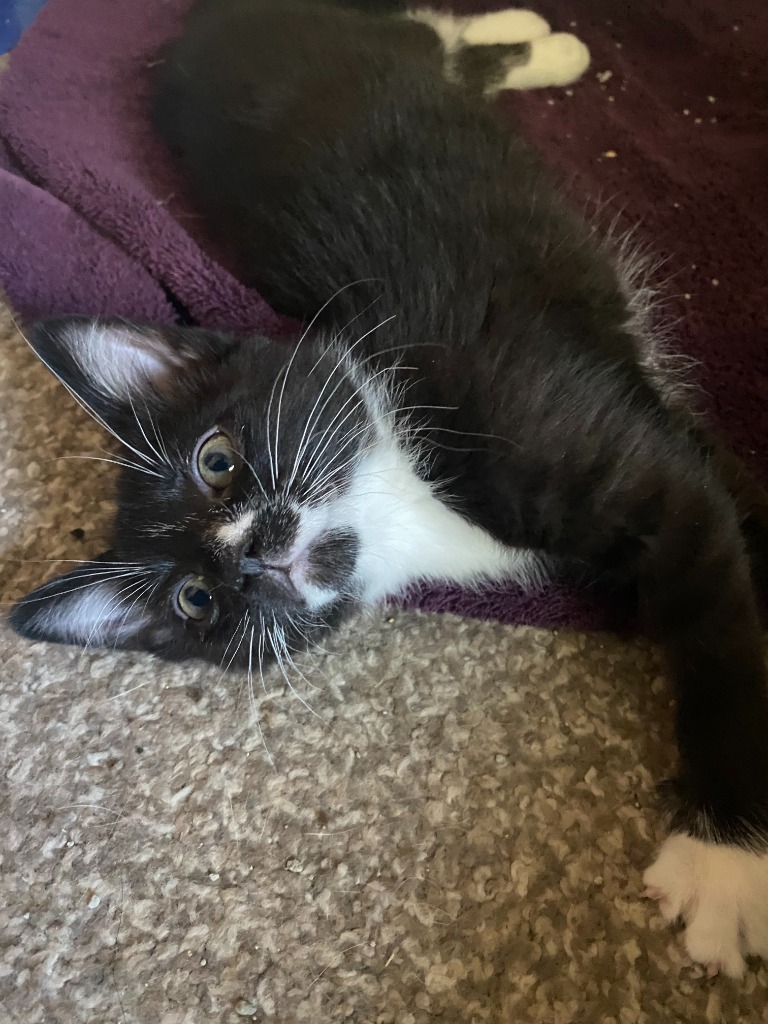 Rosie