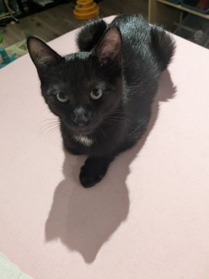 Macchiato, Baby Female Domestic Medium Hair