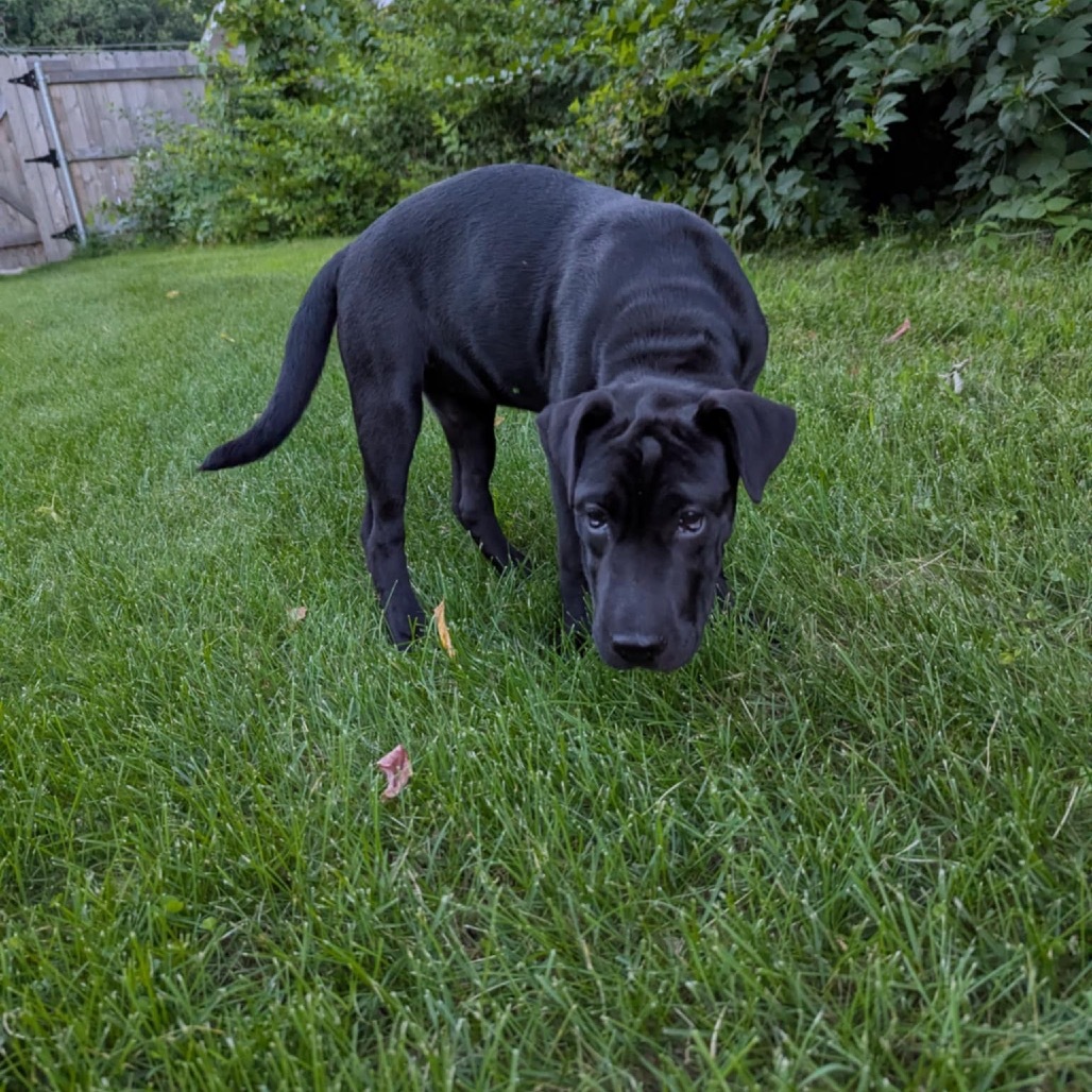 Trixie