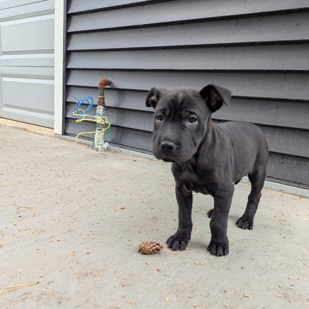 Trixie