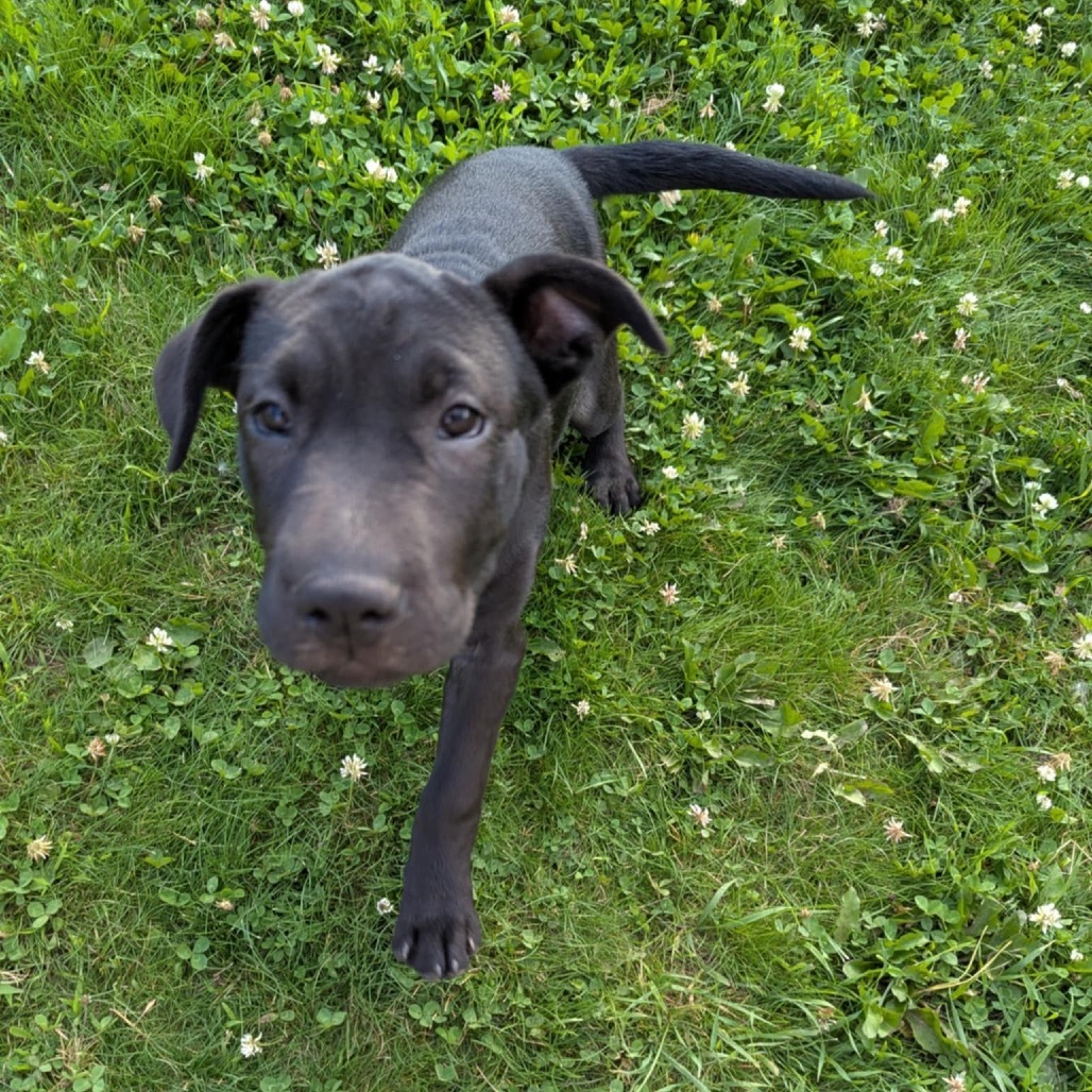 Trixie
