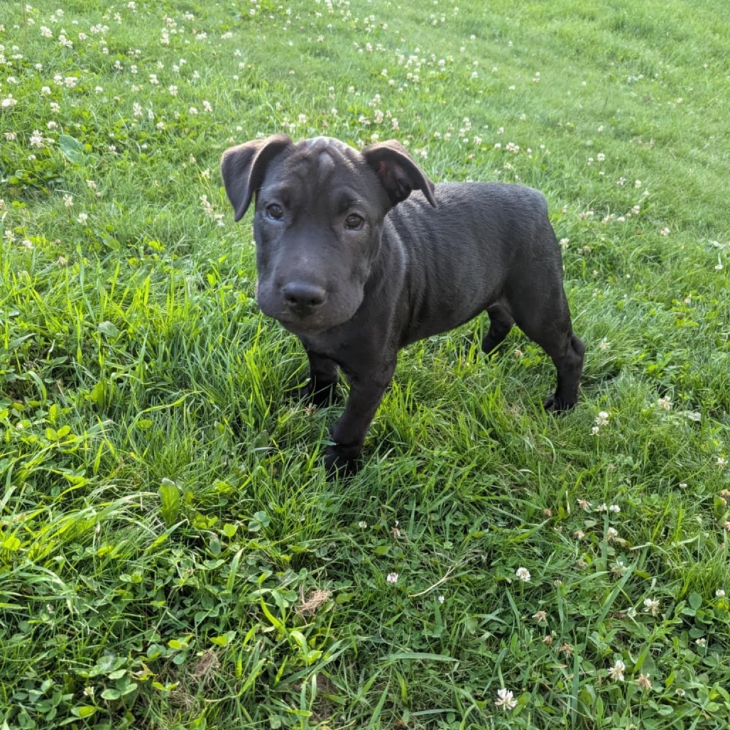 Trixie