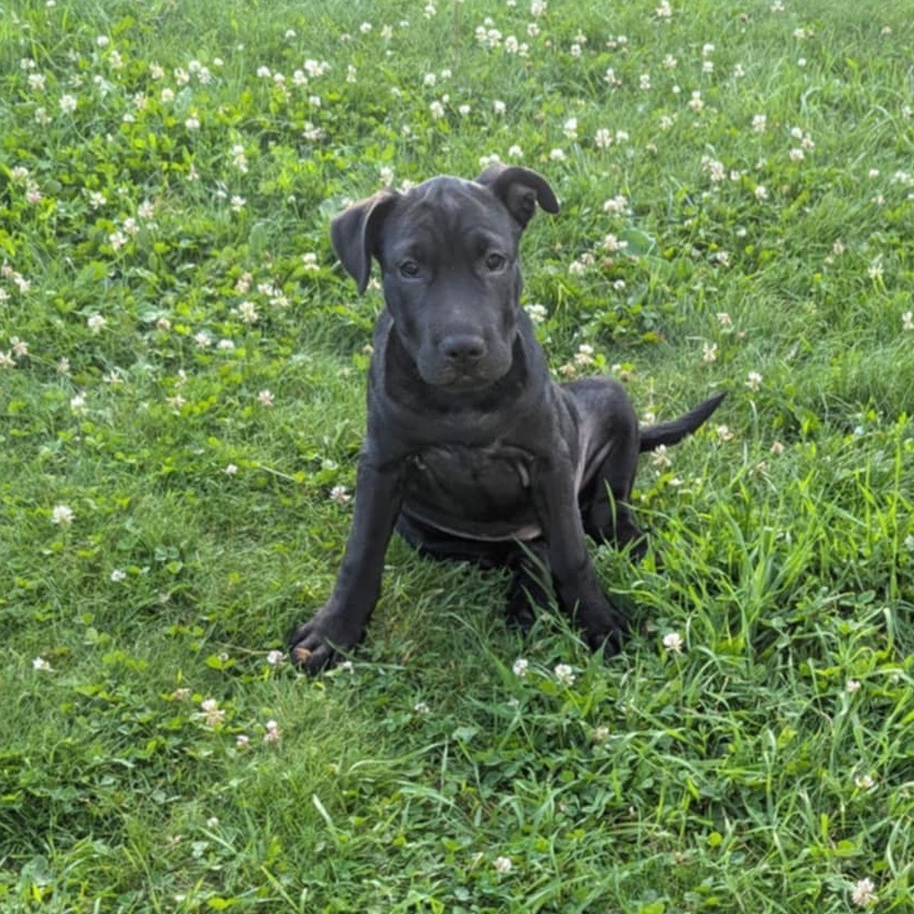 Trixie