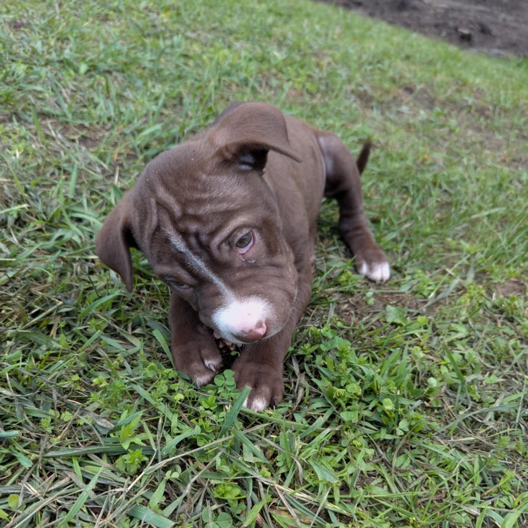 Chocolate Chip