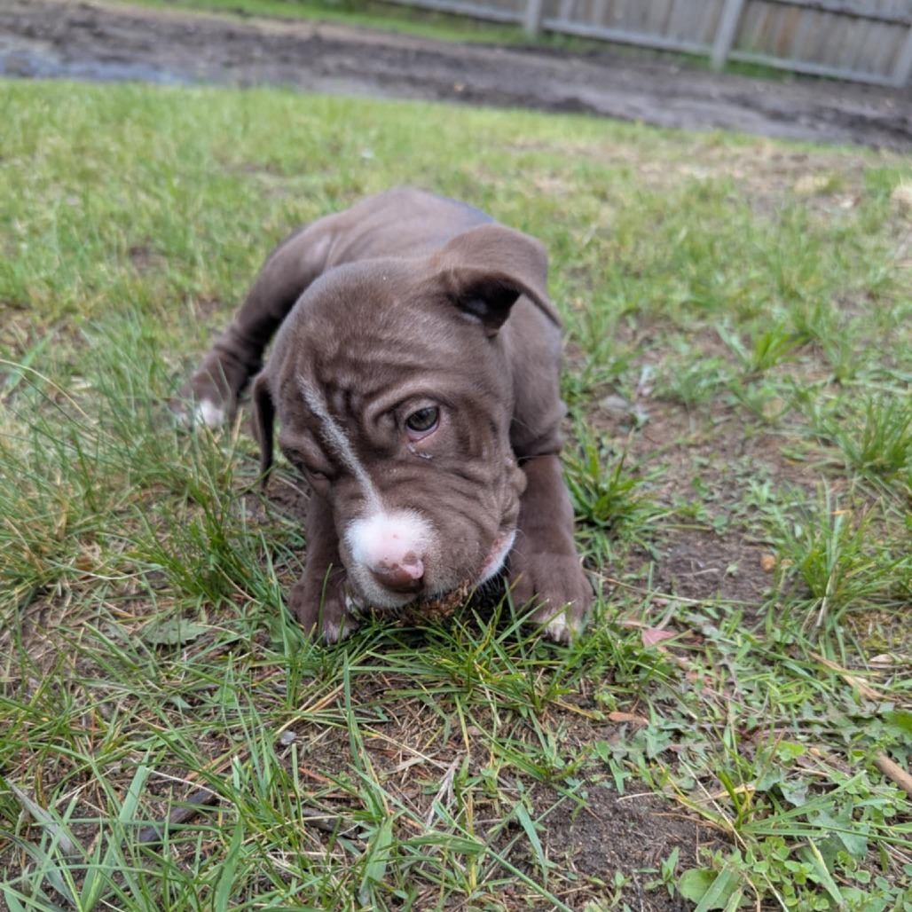 Chocolate Chip