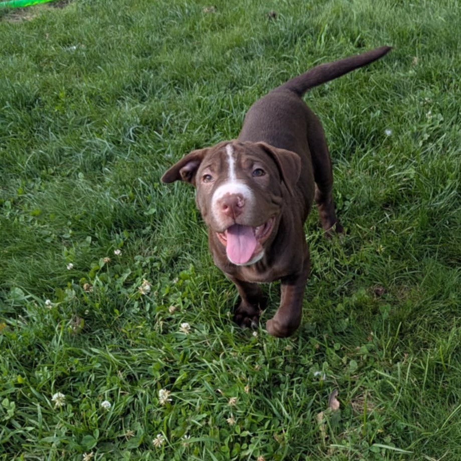 Chocolate Chip