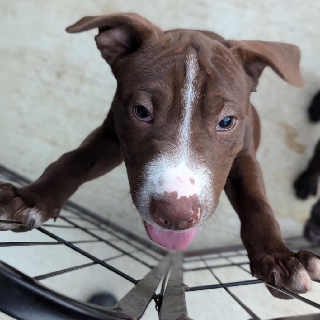 Chocolate Chip