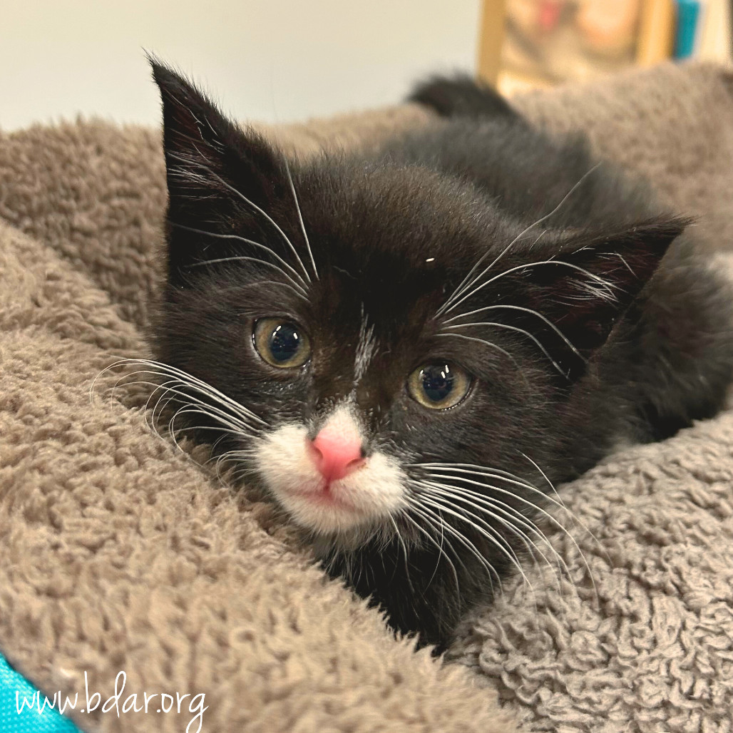 Ben, an adoptable Domestic Short Hair in Cheyenne, WY, 82009 | Photo Image 1