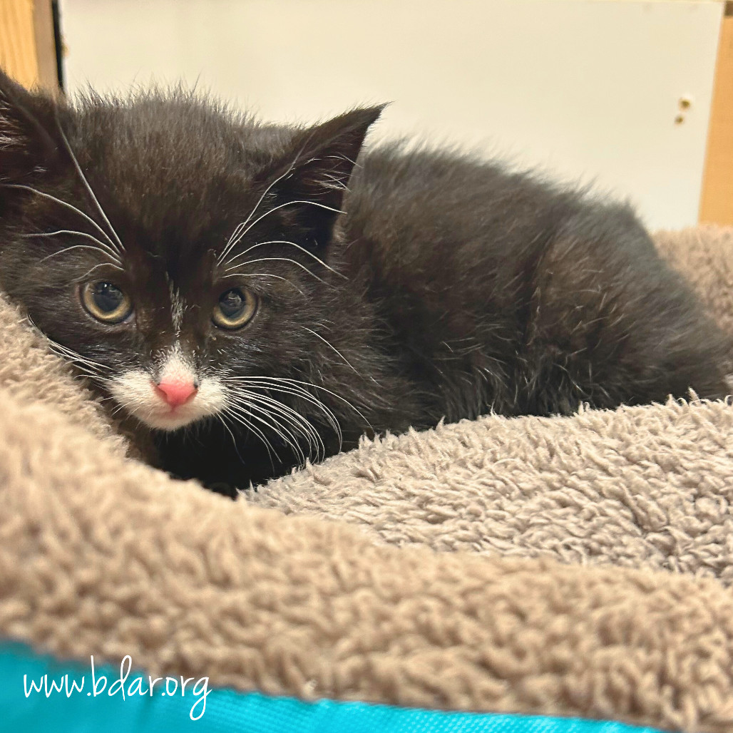 Ben, an adoptable Domestic Short Hair in Cheyenne, WY, 82009 | Photo Image 2