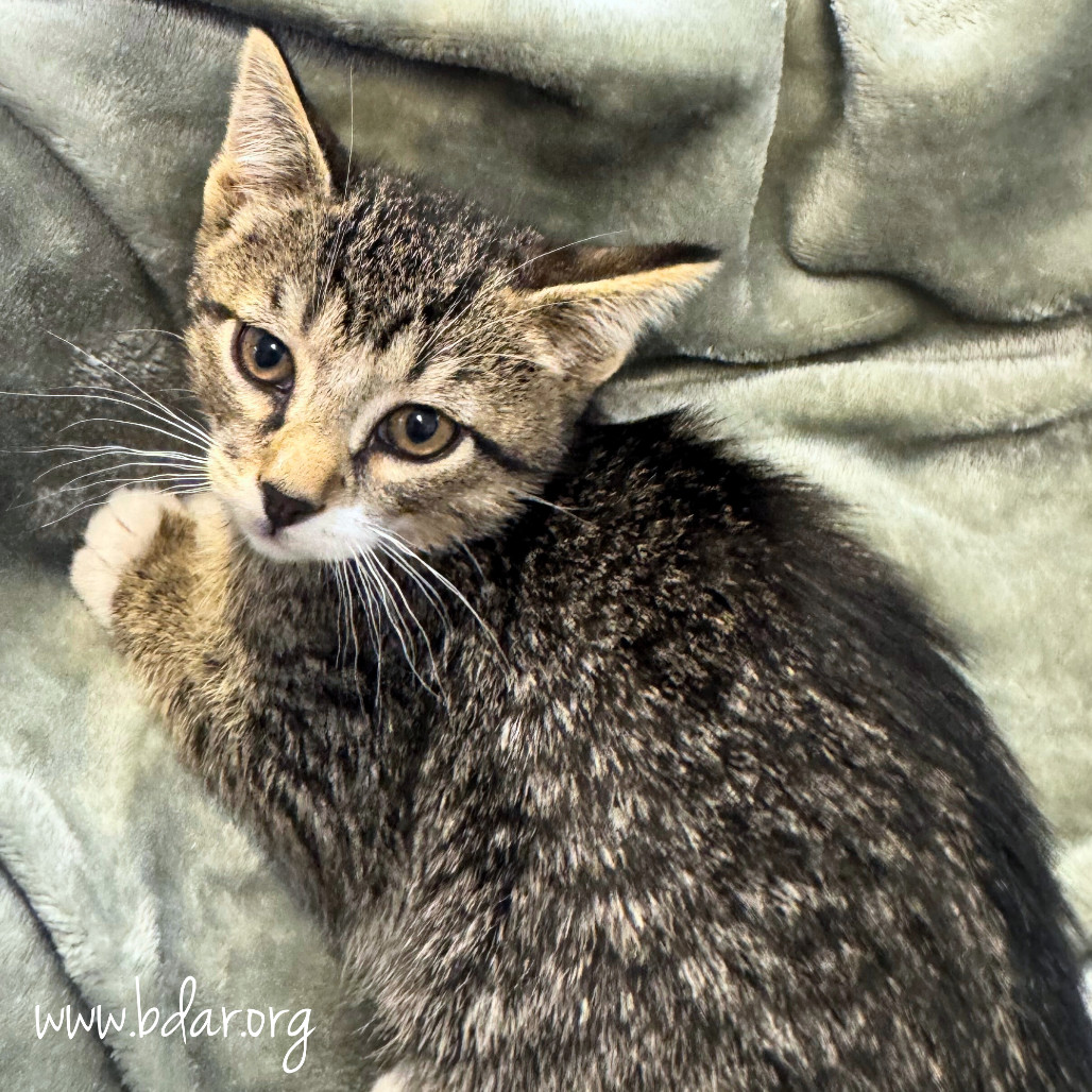 Samson, an adoptable Domestic Short Hair in Cheyenne, WY, 82009 | Photo Image 1