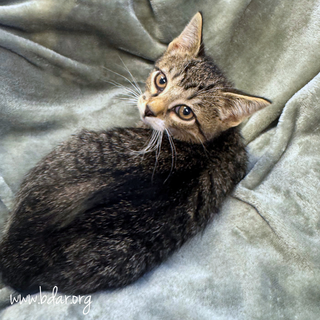 Samson, an adoptable Domestic Short Hair in Cheyenne, WY, 82009 | Photo Image 2