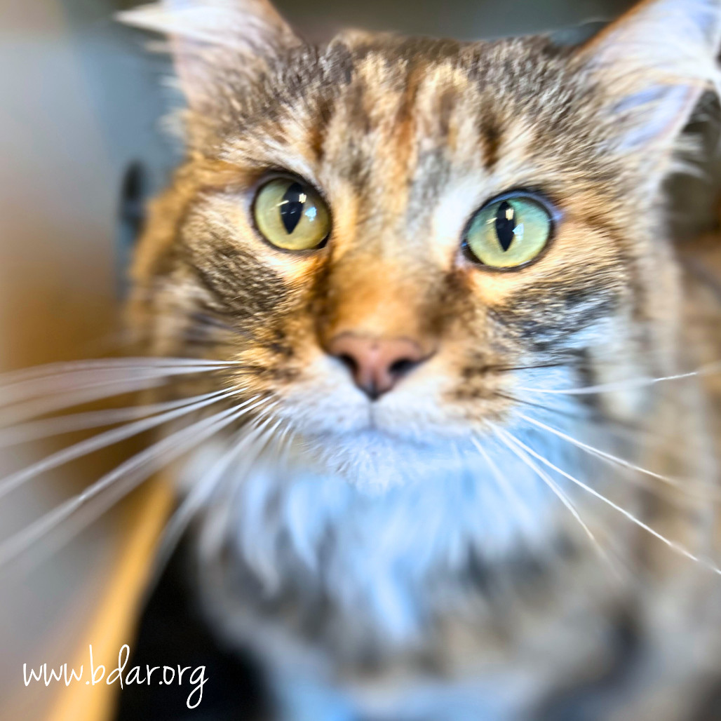 Cleopatra, an adoptable Domestic Long Hair in Cheyenne, WY, 82009 | Photo Image 1