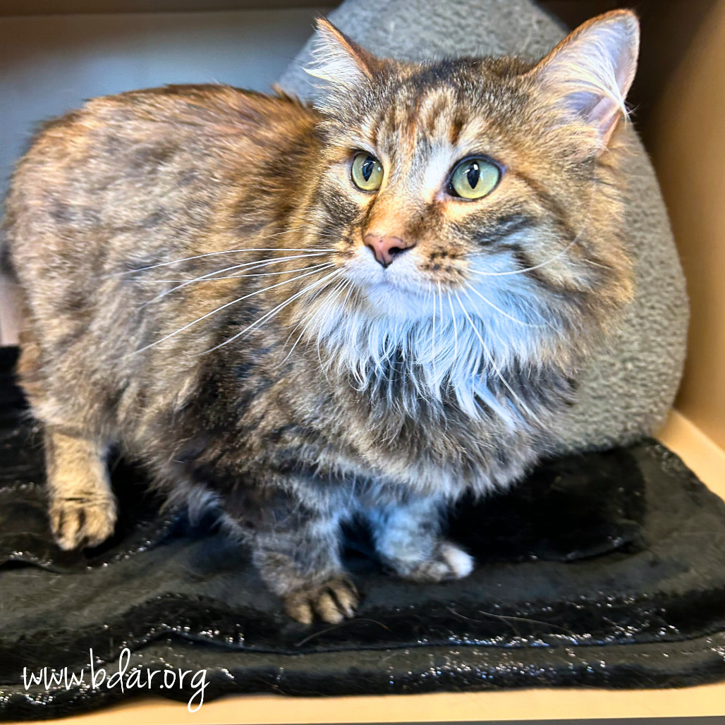 Cleopatra