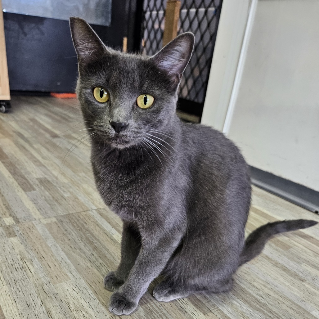 Ash, an adoptable Domestic Medium Hair in Las Vegas, NV, 89146 | Photo Image 1
