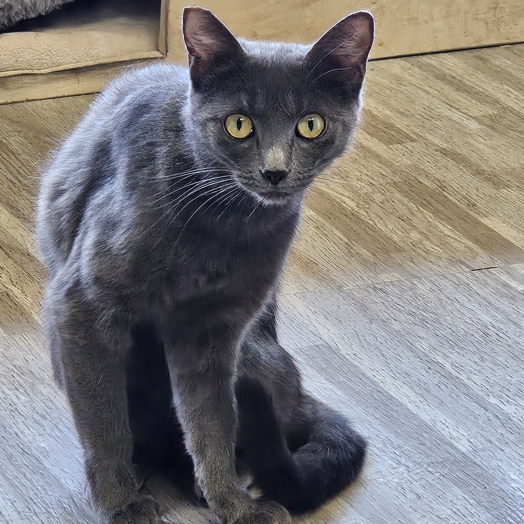 Ash, an adoptable Domestic Medium Hair in Las Vegas, NV, 89146 | Photo Image 2