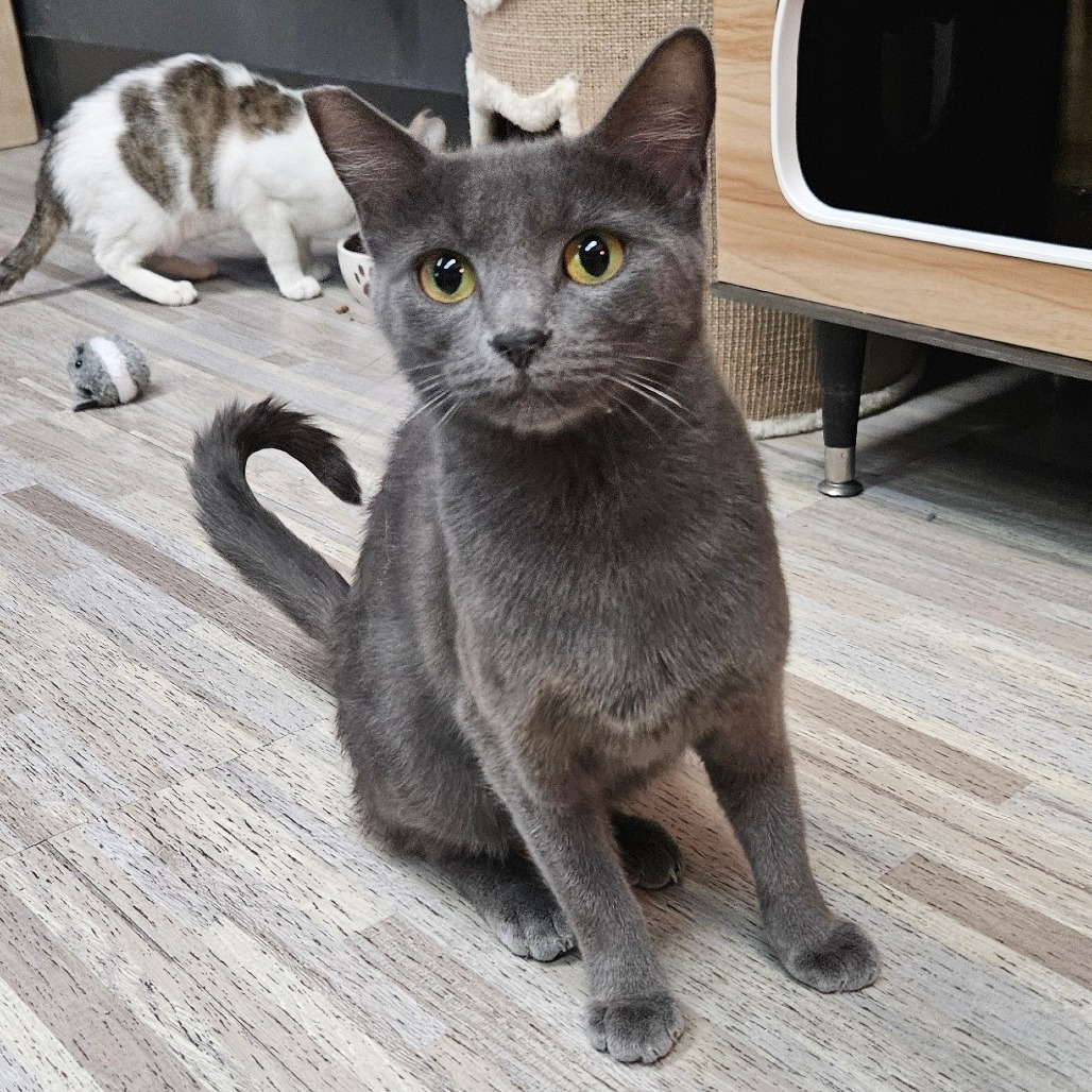 Ash, an adoptable Domestic Medium Hair in Las Vegas, NV, 89146 | Photo Image 3
