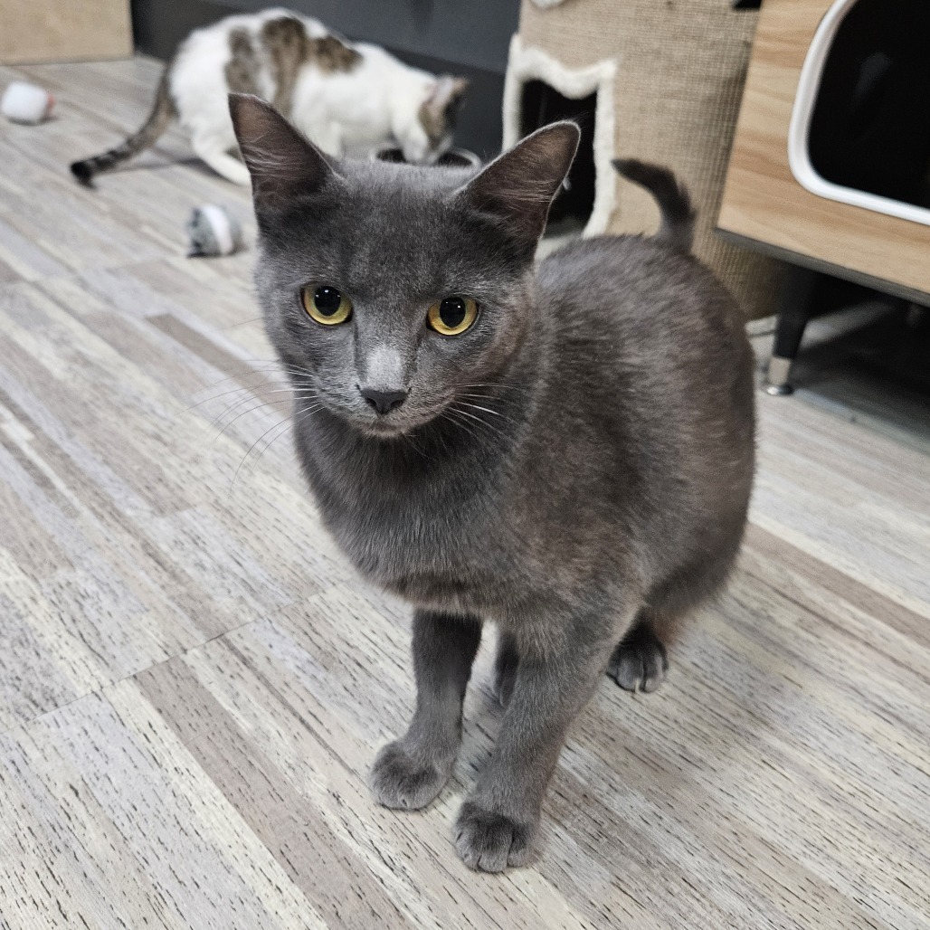 Ash, an adoptable Domestic Medium Hair in Las Vegas, NV, 89146 | Photo Image 4
