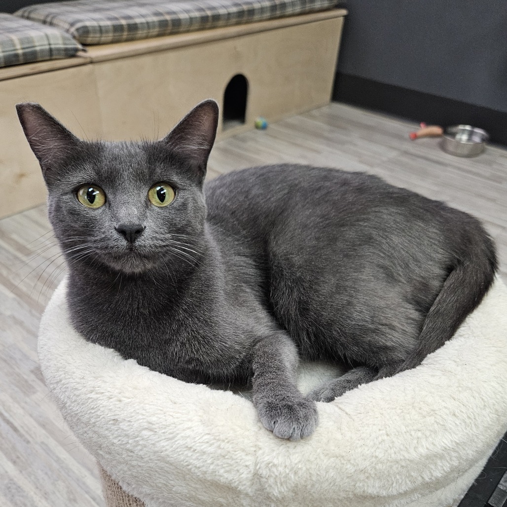 Ash, an adoptable Domestic Medium Hair in Las Vegas, NV, 89146 | Photo Image 5