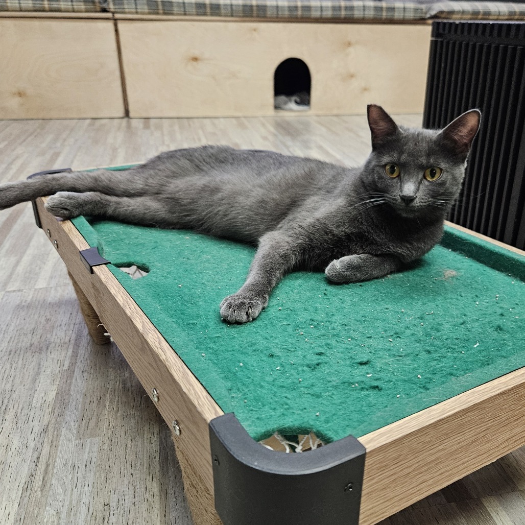 Ash, an adoptable Domestic Medium Hair in Las Vegas, NV, 89146 | Photo Image 6
