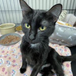 Shadow, Young Female Domestic Short Hair