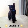 Celeste photo 2
