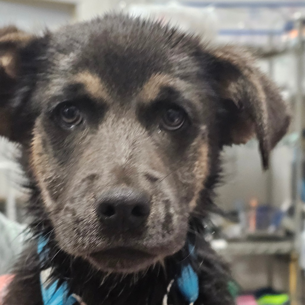 Lilo, an adoptable Mixed Breed in Bismarck, ND, 58507 | Photo Image 2