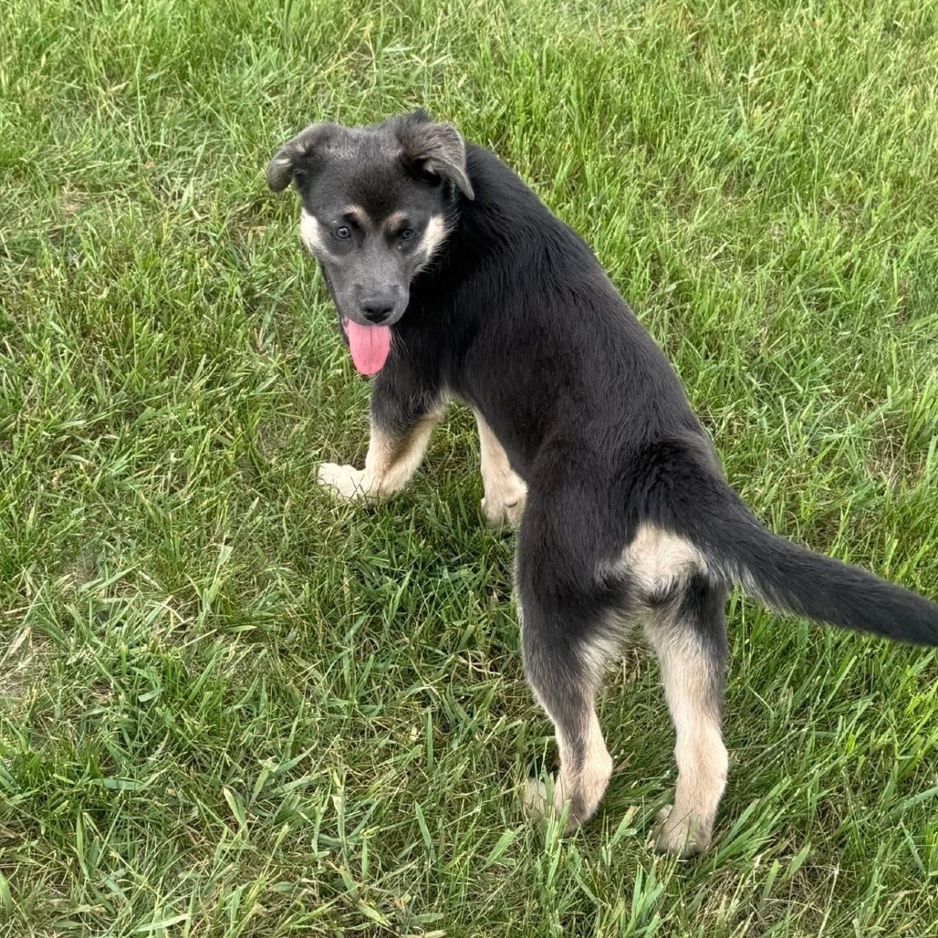 Lilo, an adoptable Mixed Breed in Bismarck, ND, 58507 | Photo Image 4