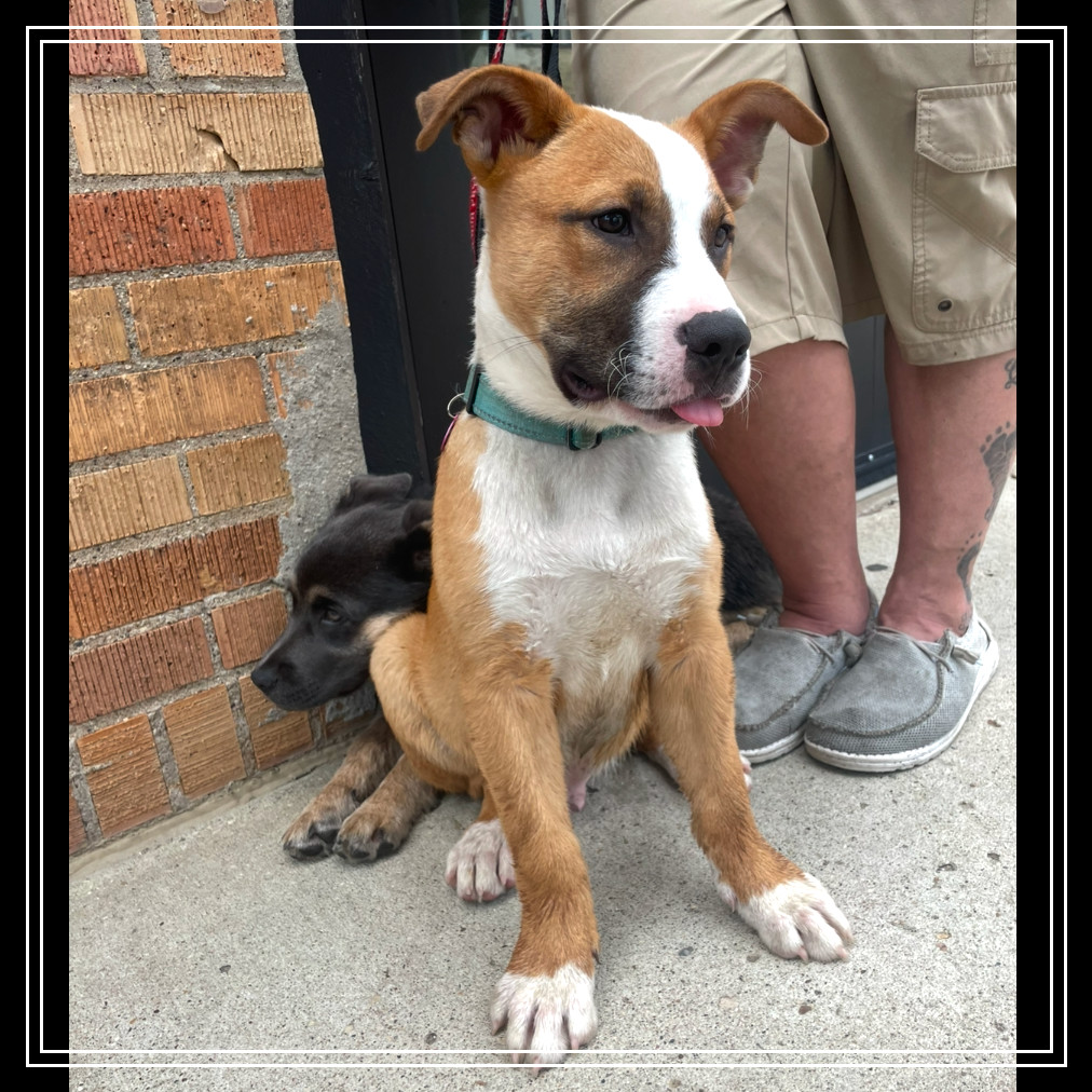 Stitch, an adoptable Mixed Breed in Bismarck, ND, 58507 | Photo Image 1
