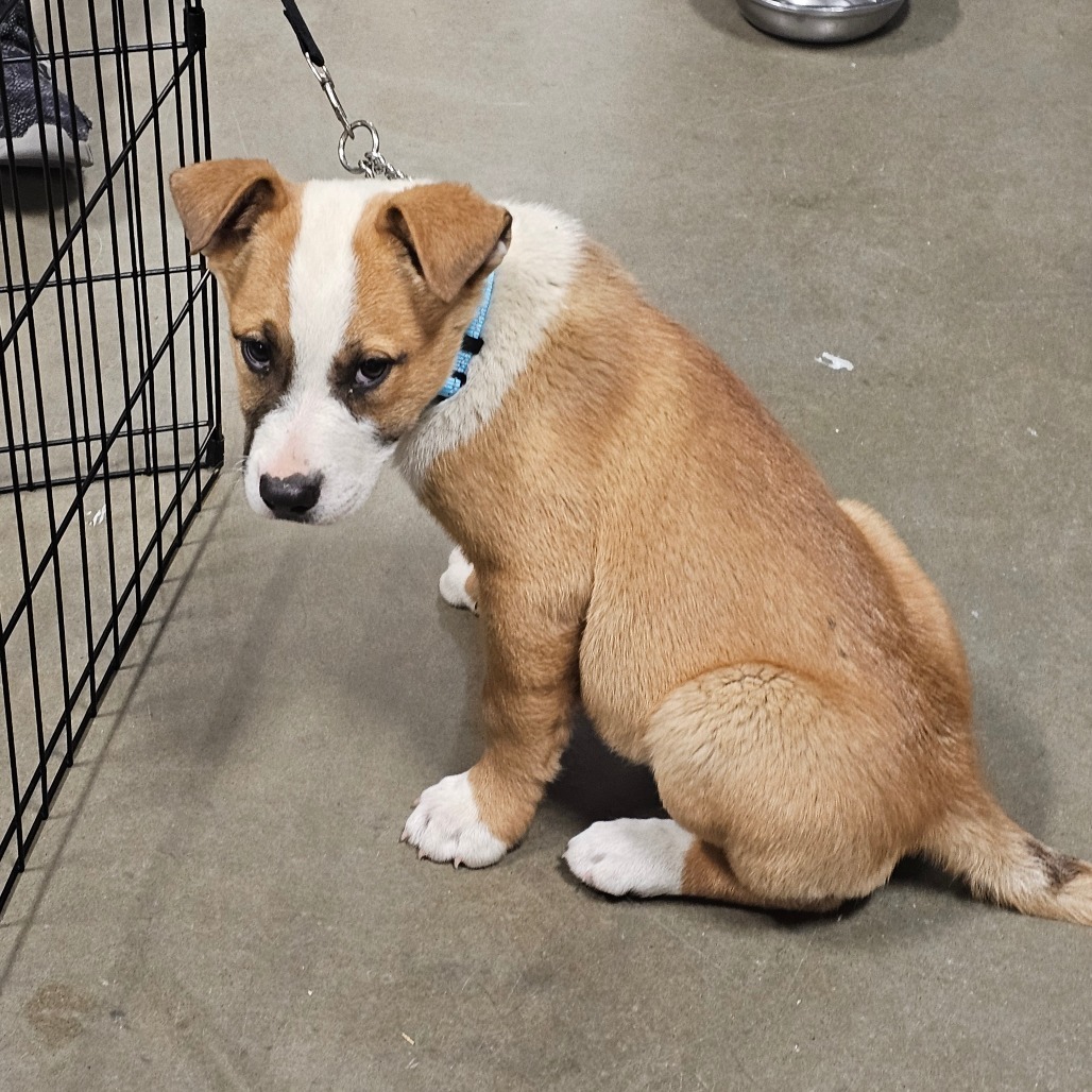 Stitch, an adoptable Mixed Breed in Bismarck, ND, 58507 | Photo Image 2