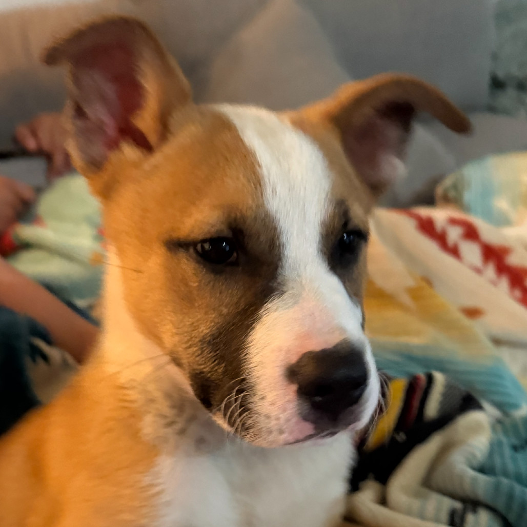 Stitch, an adoptable Mixed Breed in Bismarck, ND, 58507 | Photo Image 3