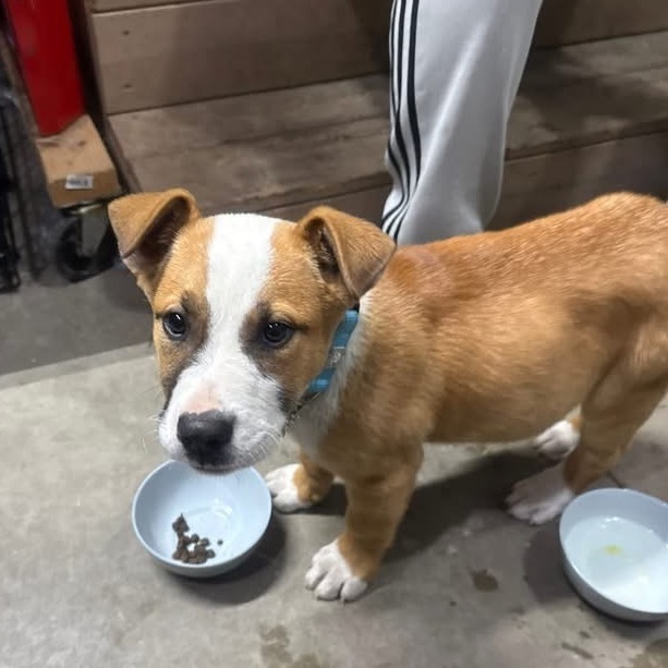 Stitch, an adoptable Mixed Breed in Bismarck, ND, 58507 | Photo Image 4