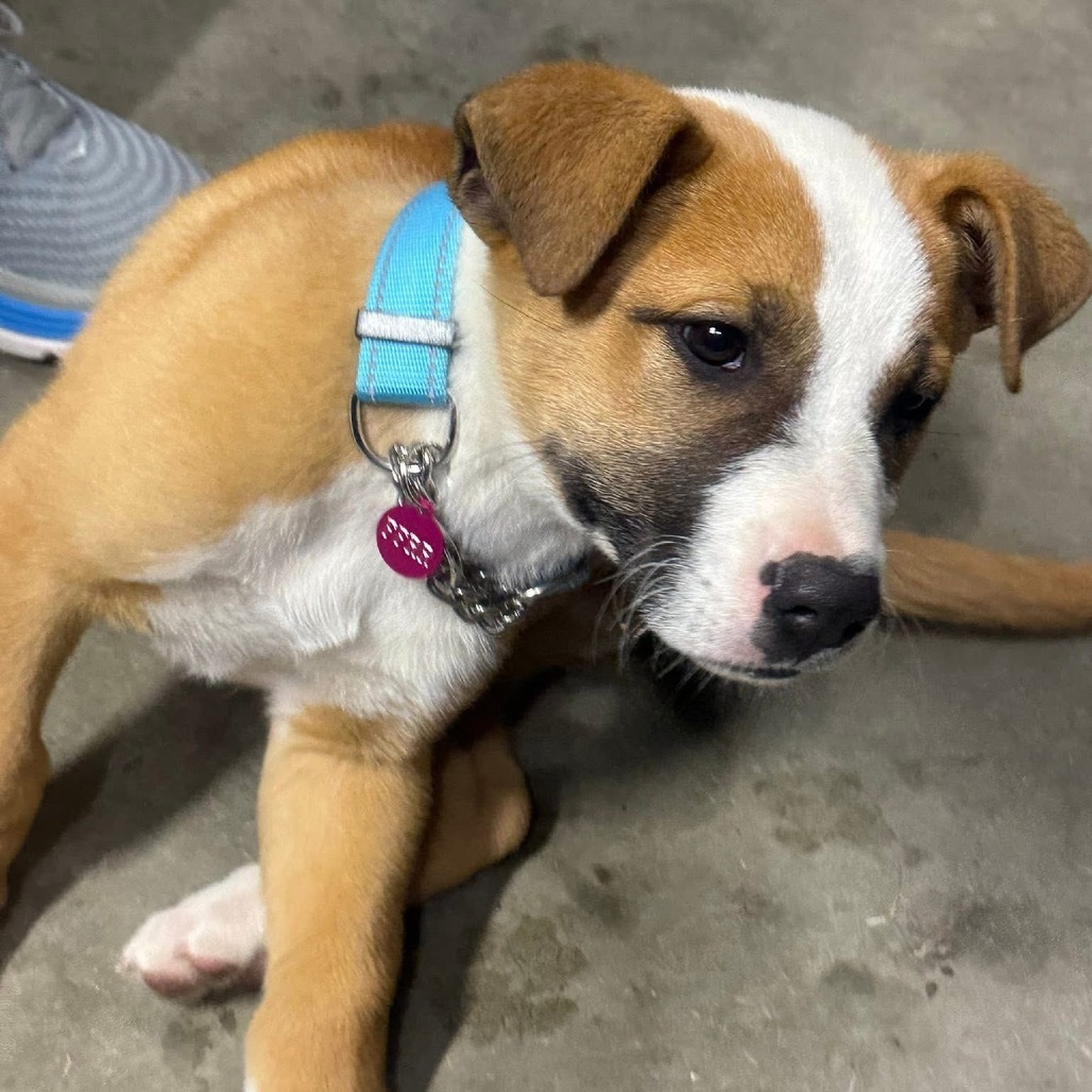 Stitch, an adoptable Mixed Breed in Bismarck, ND, 58507 | Photo Image 5