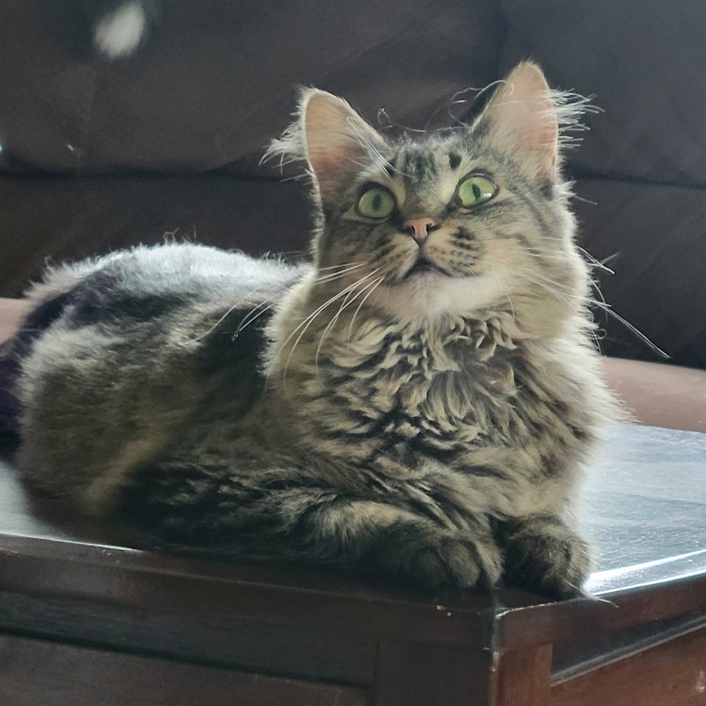 Rolo, an adoptable Domestic Short Hair in Bismarck, ND, 58507 | Photo Image 1
