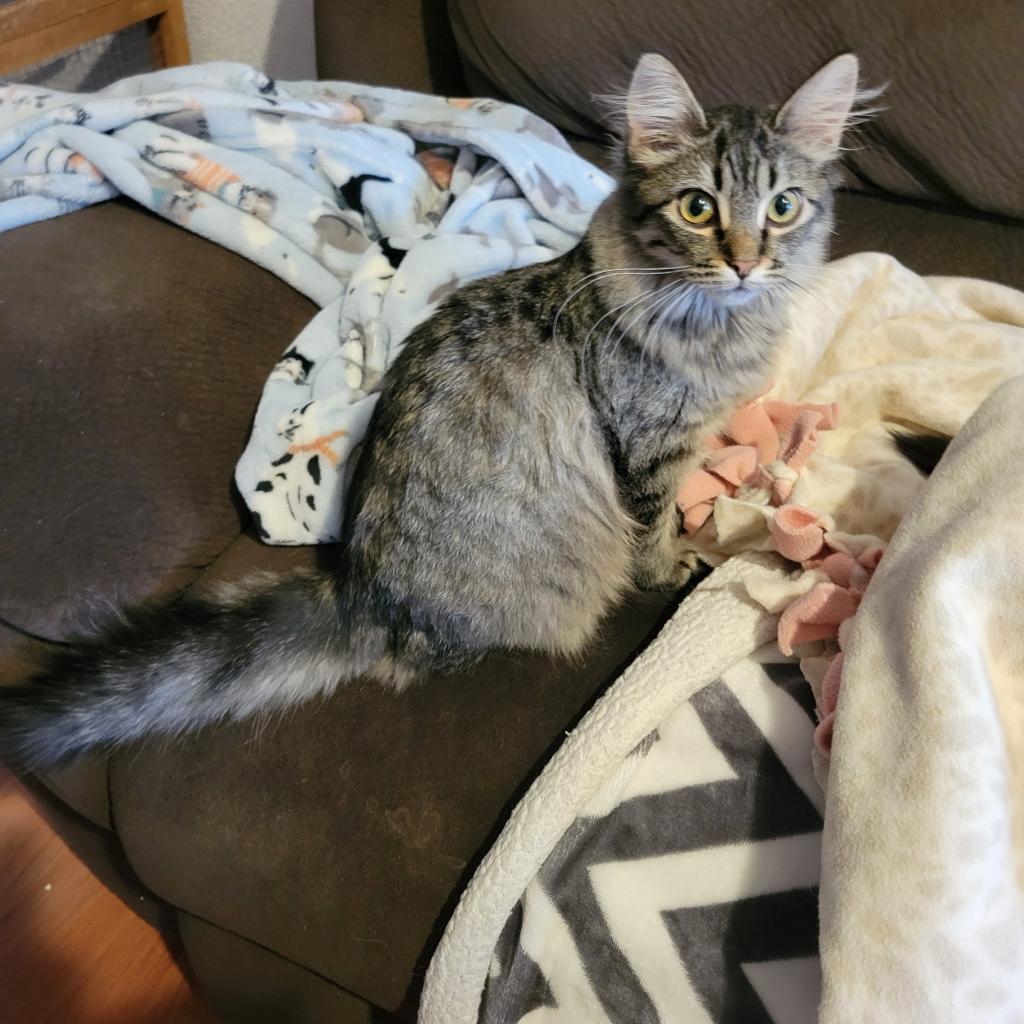 Rolo, an adoptable Domestic Short Hair in Bismarck, ND, 58507 | Photo Image 2
