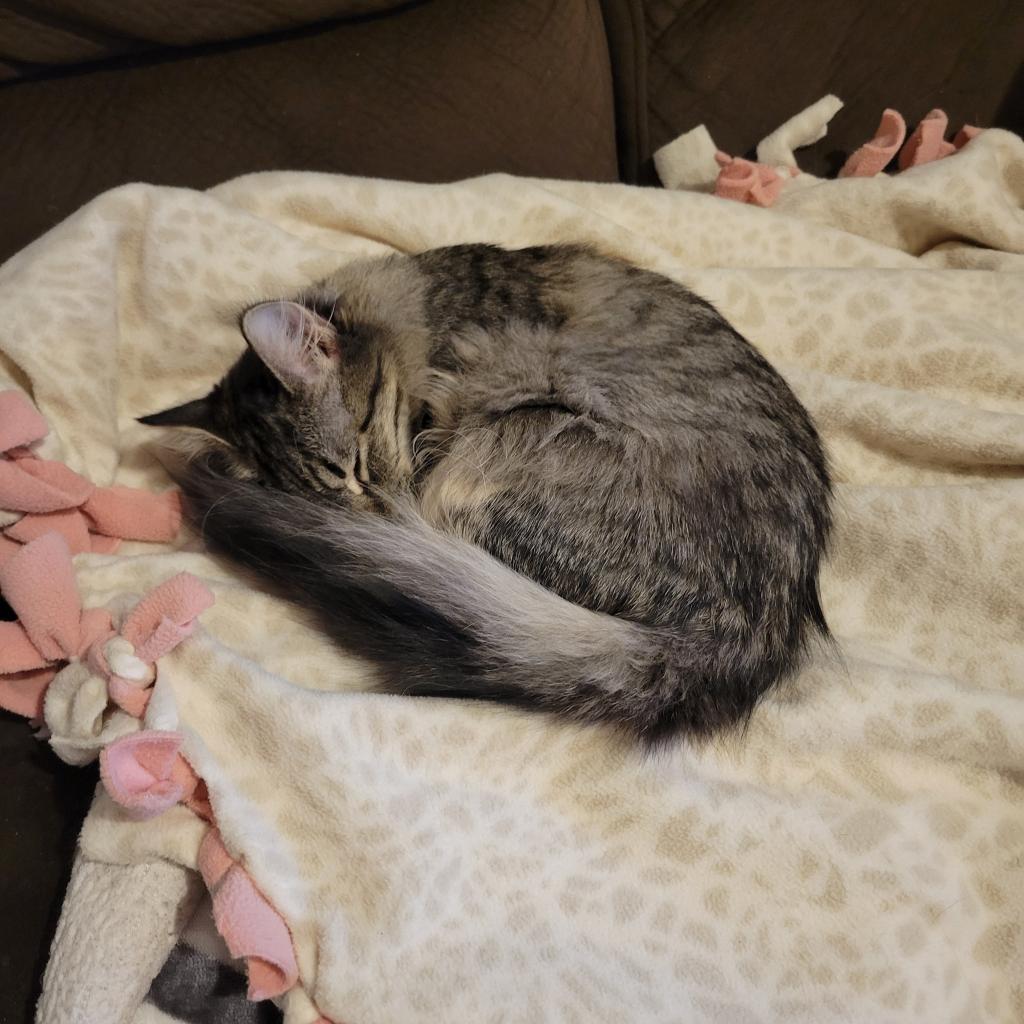 Rolo, an adoptable Domestic Short Hair in Bismarck, ND, 58507 | Photo Image 3