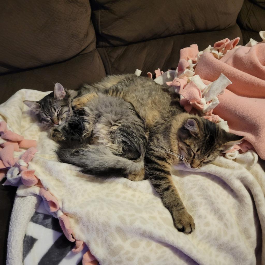 Rolo, an adoptable Domestic Short Hair in Bismarck, ND, 58507 | Photo Image 4