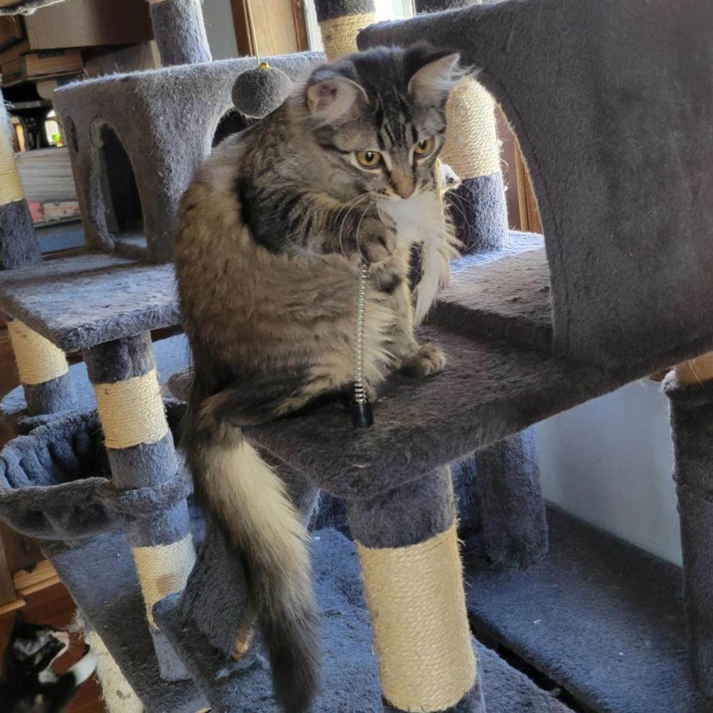 Rolo, an adoptable Domestic Short Hair in Bismarck, ND, 58507 | Photo Image 5
