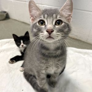 Are We There Yet, Baby Male Domestic Short Hair