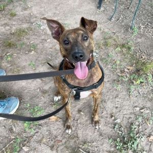 Smiley Miley, Adult Female unknown