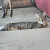 Tapatio photo 6
