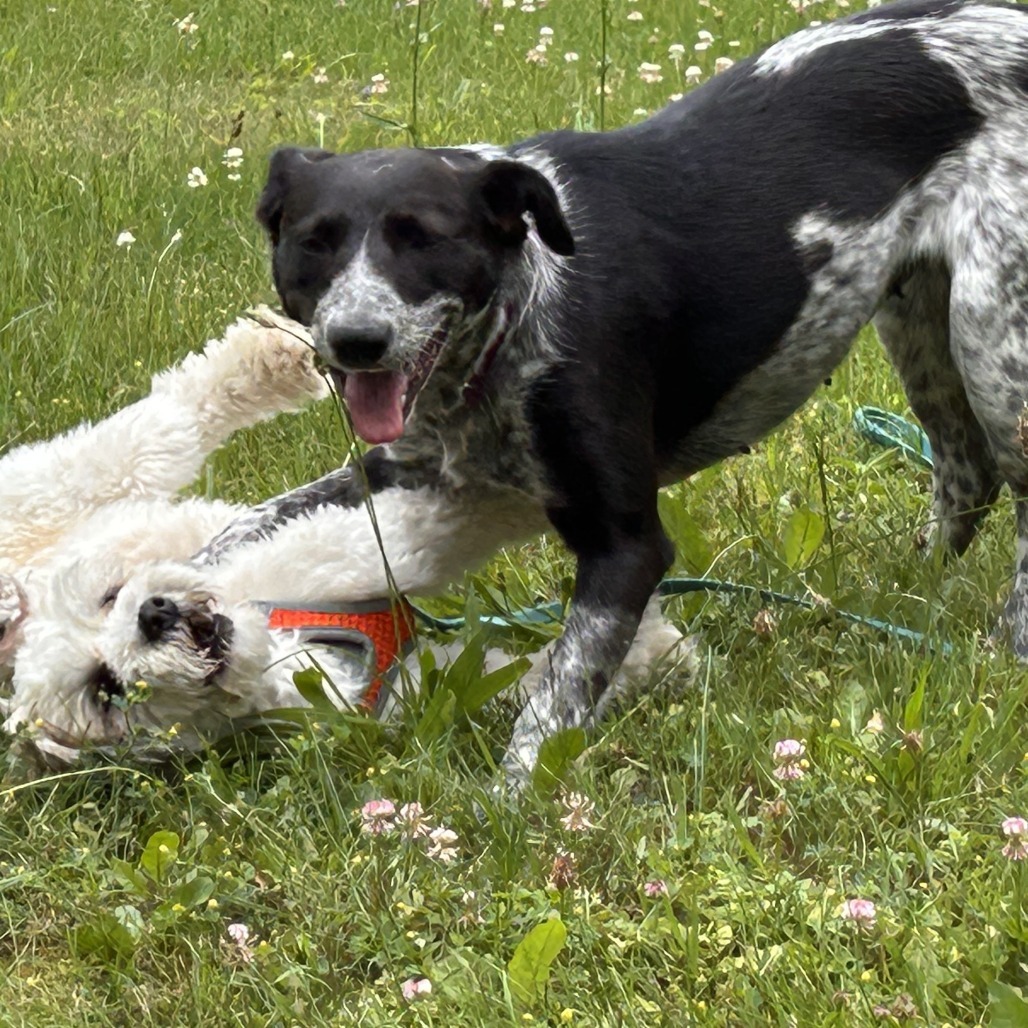 Tippy Gemma