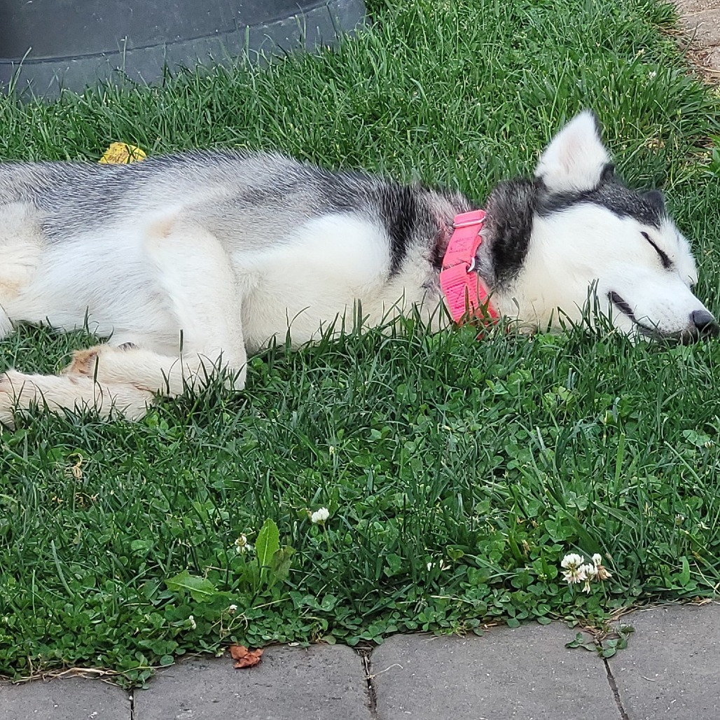 Holly