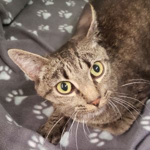 Didi, Young Female Domestic Short Hair